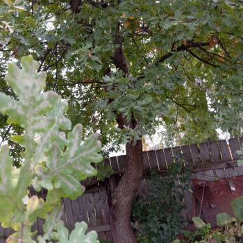 Продается Участок, 450 м²