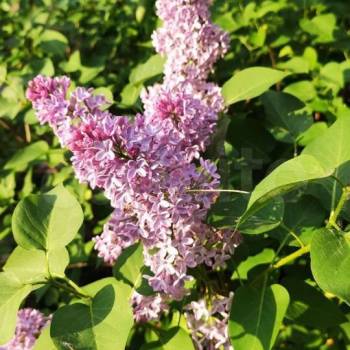 Продается Дом, 46 м²