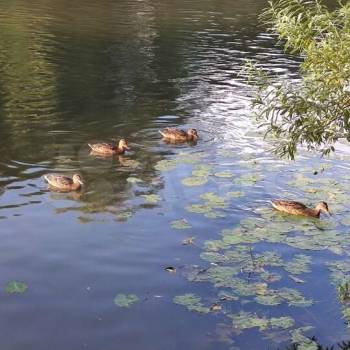 Продается Дом, 46 м²