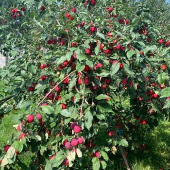 Продается Дом, 278 м²