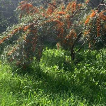 Продается Дом, 278 м²