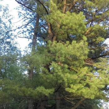 Продается Участок, 260 м²