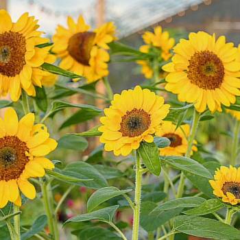 Продается Дом, 25 м²