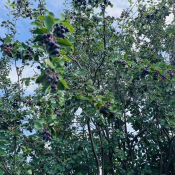 Продается Участок, 600 м²