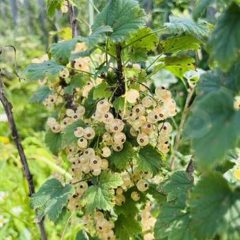 Продается Участок, 600 м²