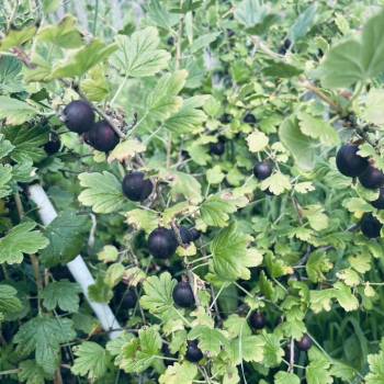 Продается Участок, 600 м²