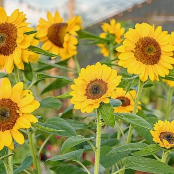 Продается Дом, 25 м²