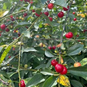 Продается Дом, 46 м²