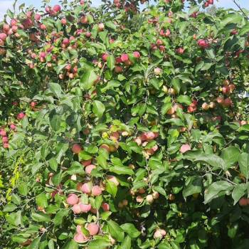 Продается Участок, 700 м²