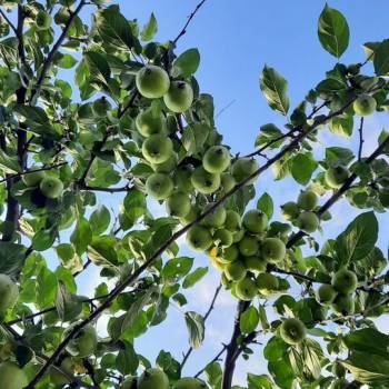 Продается Участок, 700 м²