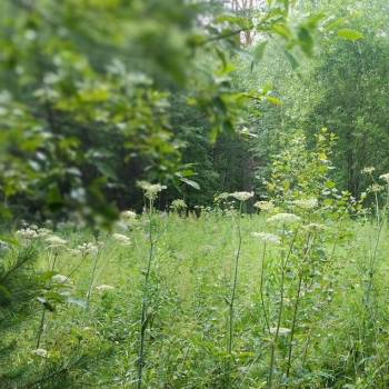 Продается Участок, 1350 м²