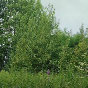 Продается Участок, 1350 м²