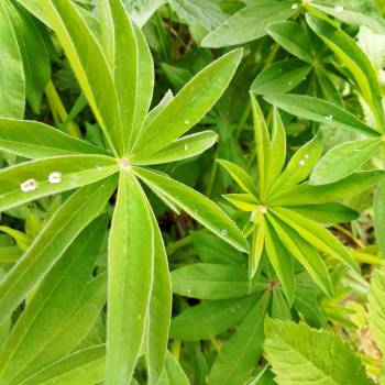 Продается Участок, 600 м²