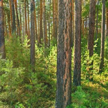 Продается Участок, 600 м²