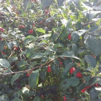 Продается Участок, 570 м²