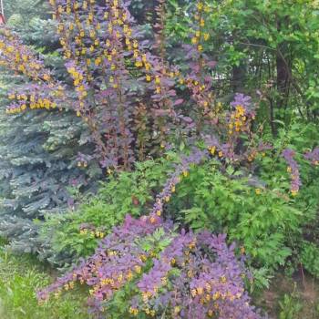 Продается Участок, 490 м²