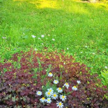 Продается Участок, 490 м²