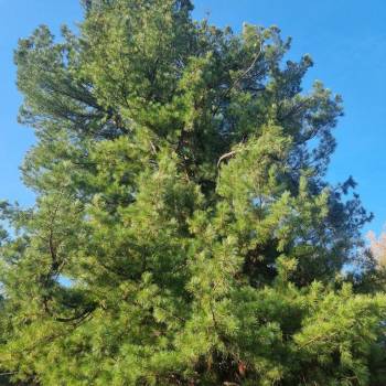 Продается Участок, 1000 м²