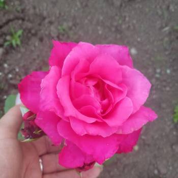 Продается Участок, 600 м²