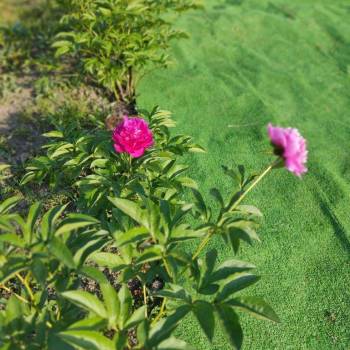 Продается Участок, 600 м²