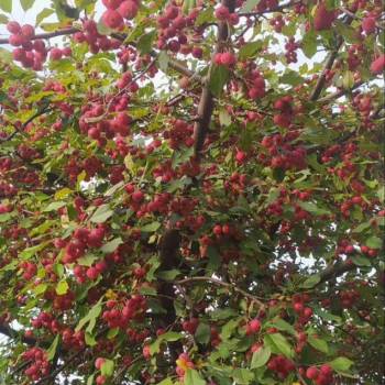 Продается Дом, 30 м²