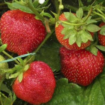 Продается Участок, 300 м²