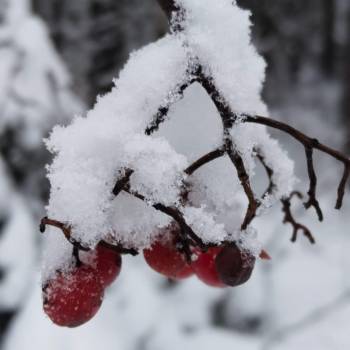 Сдается Дом, 56 м²