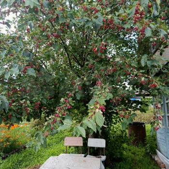 Продается Дом, 25 м²