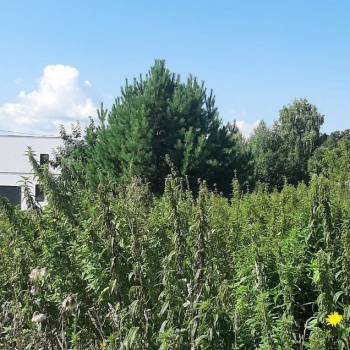 Продается Участок, 990 м²
