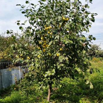 Продается Участок, 1200 м²