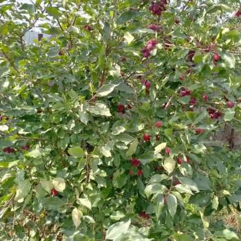 Продается Участок, 1200 м²