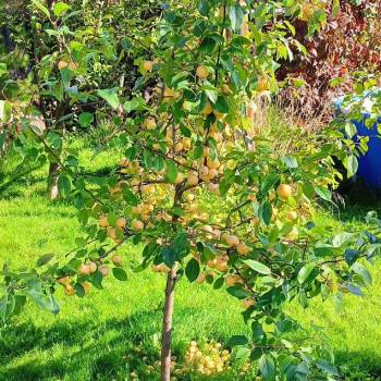 Продается Участок, 620 м²