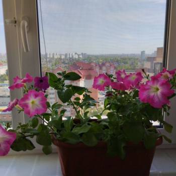 Продается 1-комнатная квартира, 27,4 м²